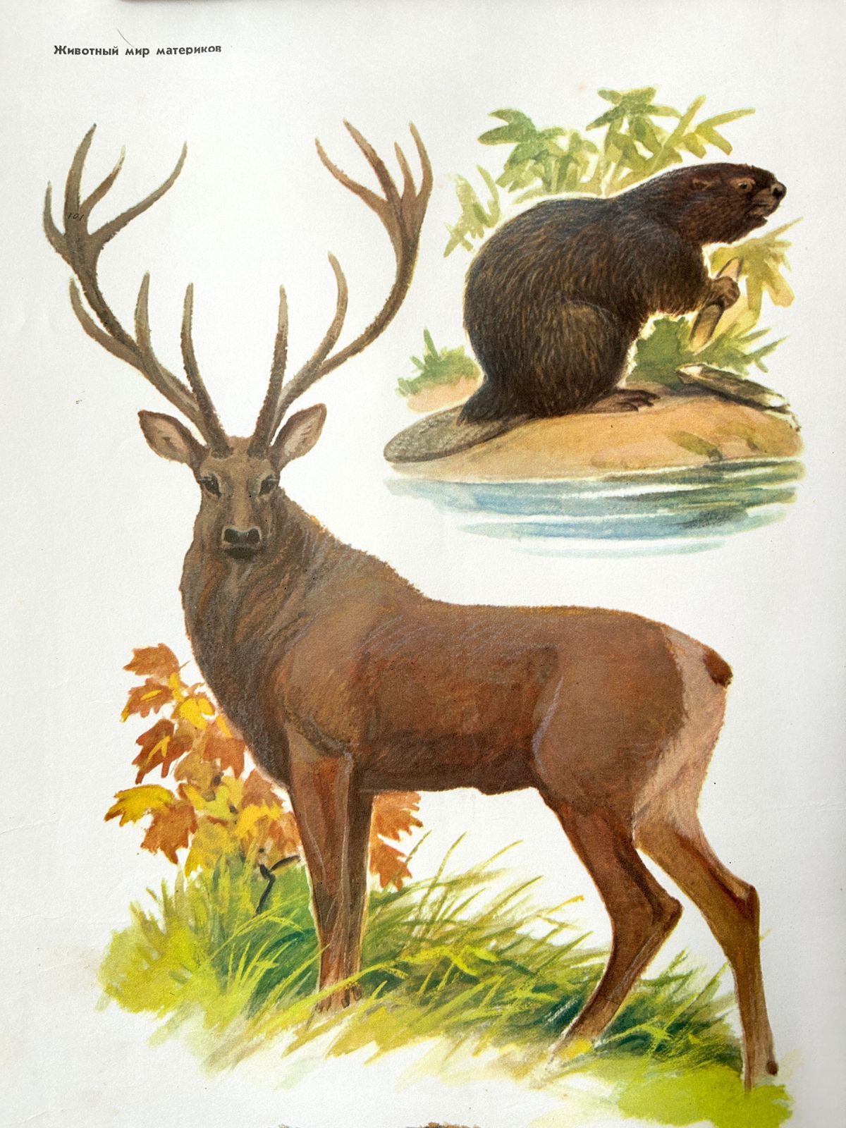 Original Soviet Vintage Educational Wildlife Poster – Eurasian Forest Animals: Deer, Bison, Wild Boar, Beaver | Ussr School Chart photo Art