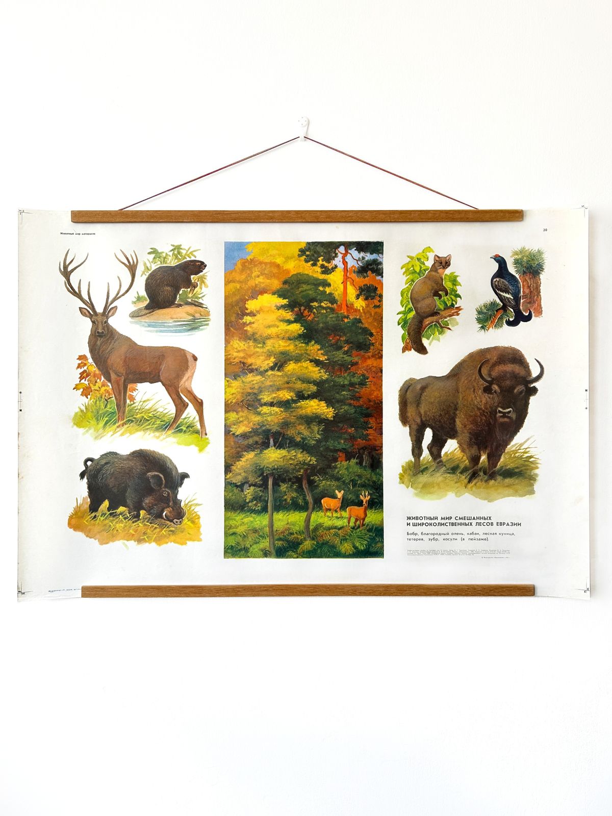 Original Soviet Vintage Educational Wildlife Poster – Eurasian Forest Animals: Deer, Bison, Wild Boar, Beaver | Ussr School Chart photo 78.0