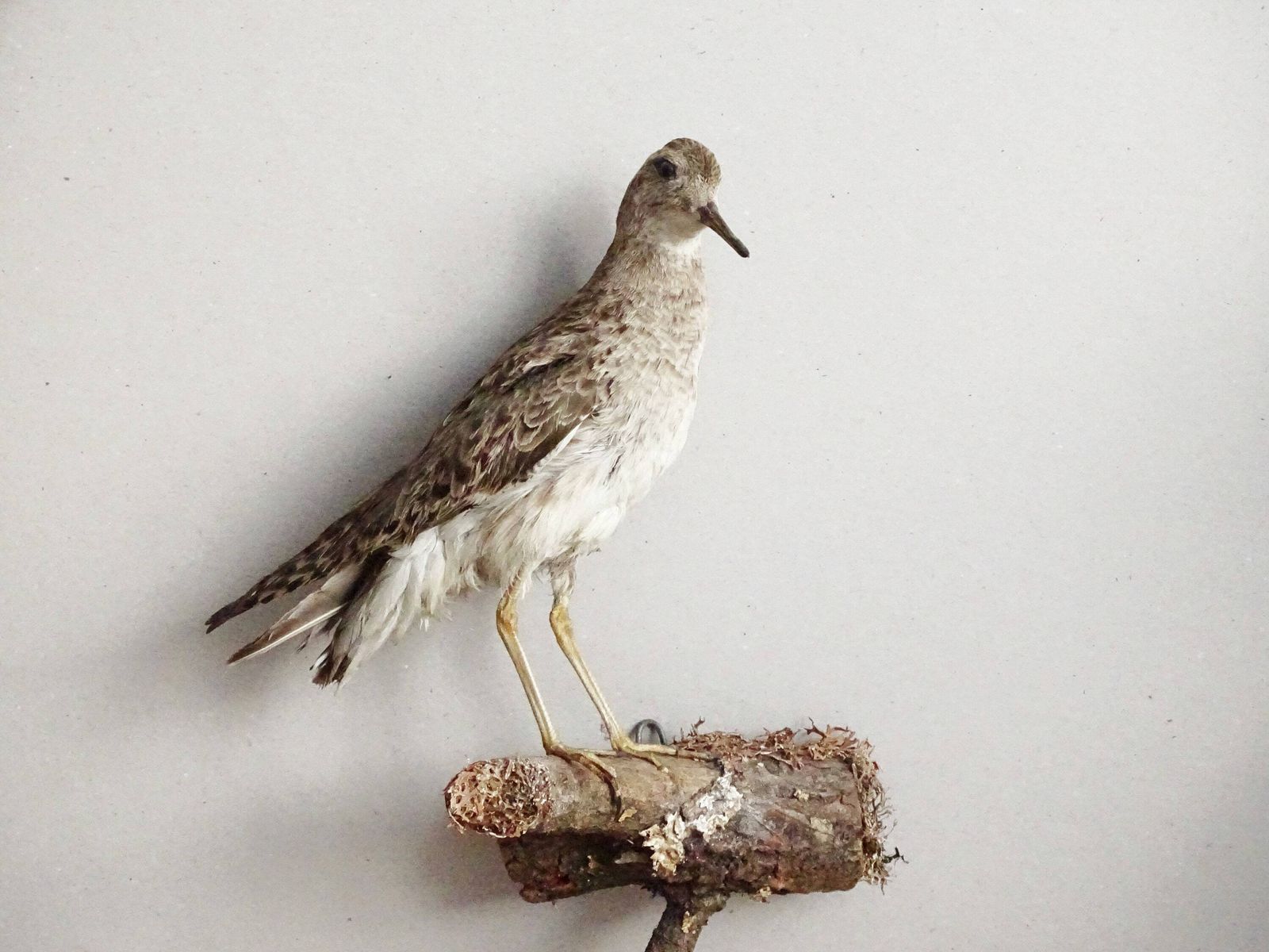 Vintage Bird Taxidermy Calidris Pugnax, Real Naturalized Bird On Branch, European Bird Hunting Trophy, Old Stuffed Bird, Taxidermy Wildlife photo 65.0