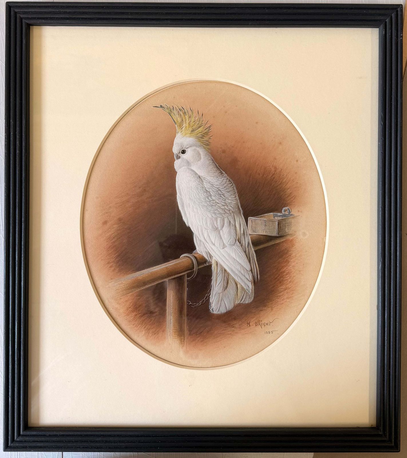 Victorian White Cockatoo Bird With Yellow Crest Perched In Interior Signed Orig photo furniture