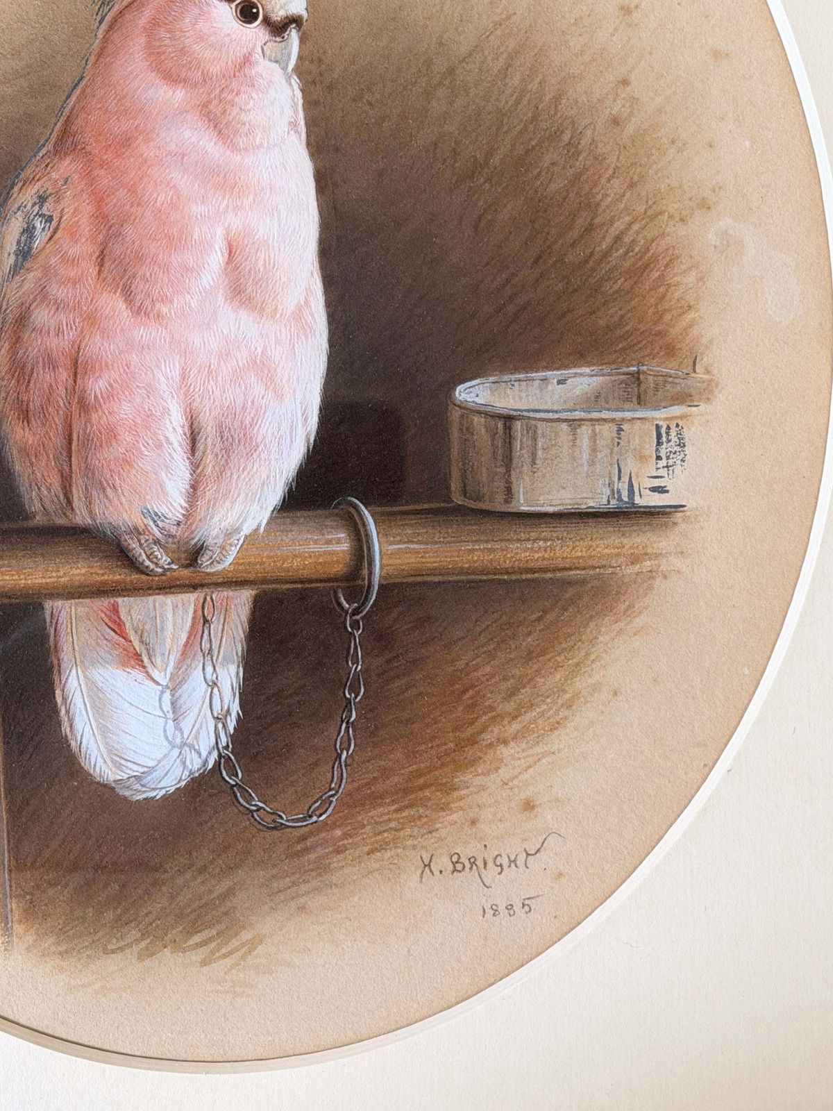 Aquarelle victorienne représentant un cacatoès rose sur un perchoir avec une gamelle, signée Harry Bright photo for sale