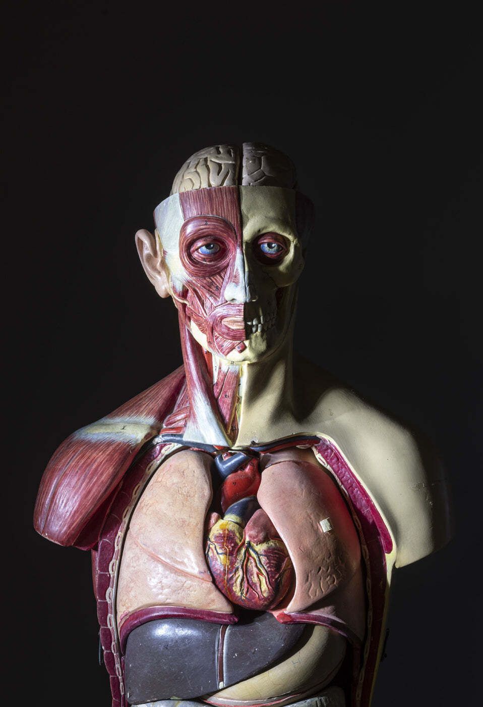 Anatomisch torsomodel, half spier half huid, toegeschreven aan Deutsches Hygiene Museum Dresden, Oost-Duitsland, jaren 1950 photo Woonaccessoires