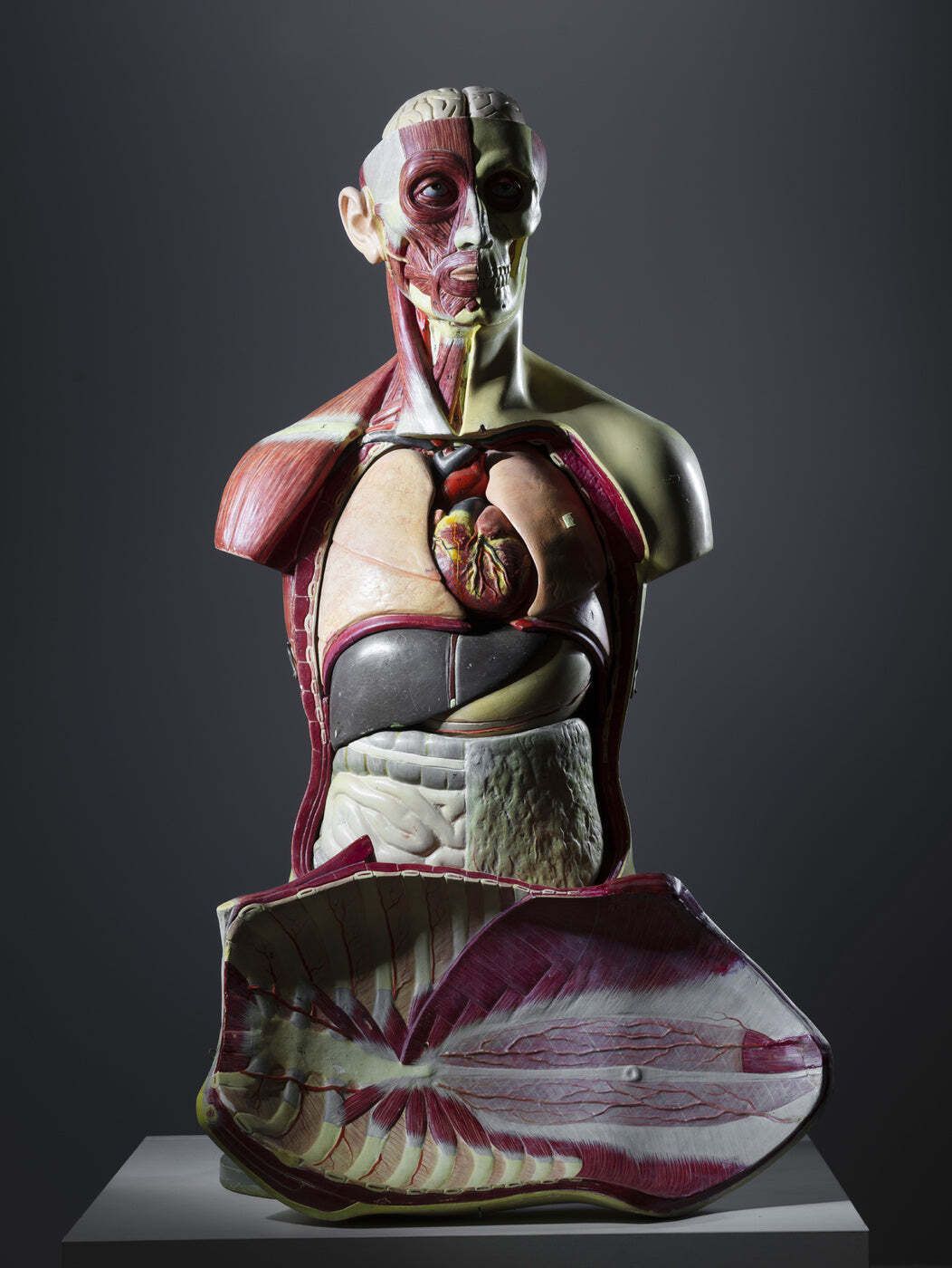Anatomisch torsomodel, half spier half huid, toegeschreven aan Deutsches Hygiene Museum Dresden, Oost-Duitsland, jaren 1950 photo buy