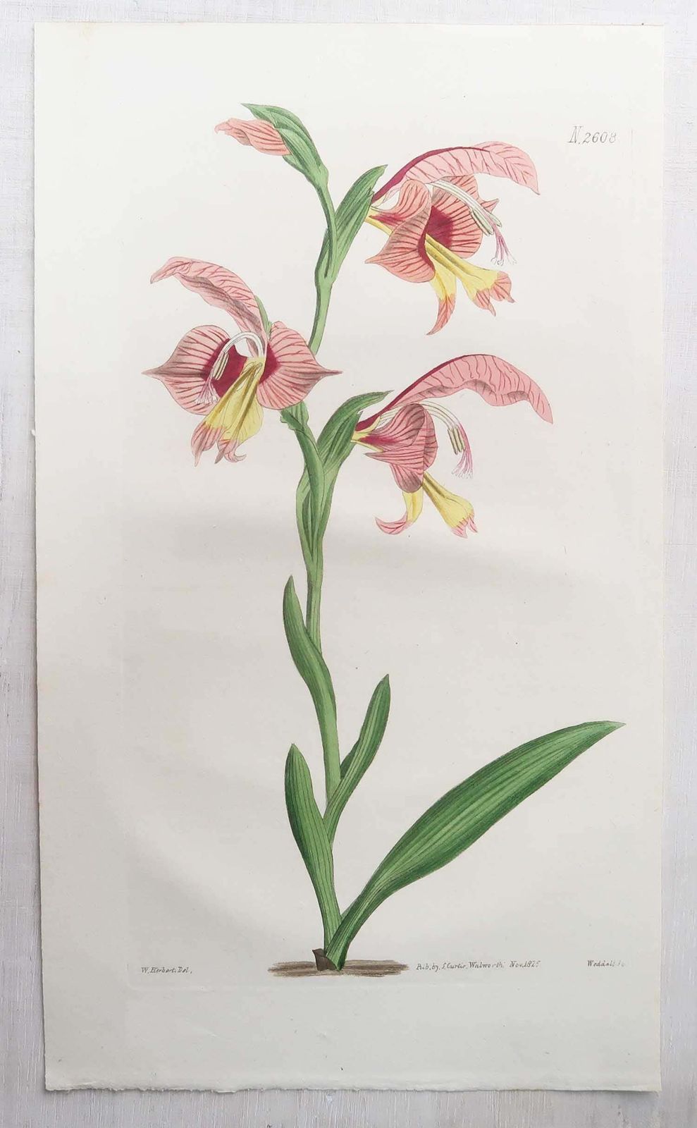 Set van 12 antieke botanische prenten. Curtis. Gedateerd 1826 photo furniture