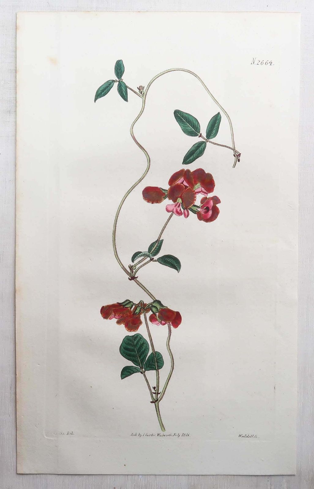 Set Of 12 Original Antique Botanical Prints. Curtis. Dated 1826 photo Art