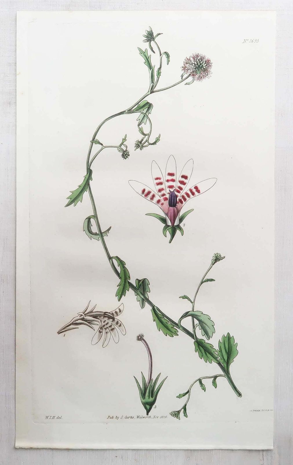 Set van 12 antieke botanische prenten. Curtis. Gedateerd 1826 photo vinterior