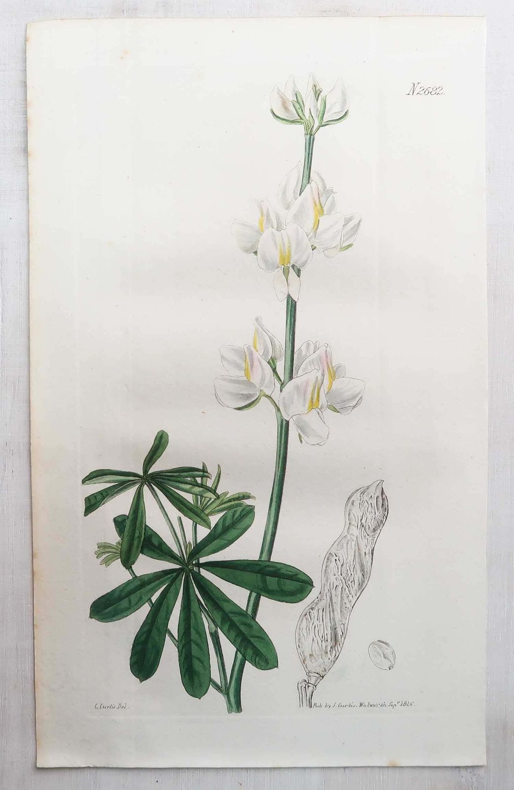 photo furniture Set van 12 antieke botanische prenten. Curtis. Gedateerd 1826