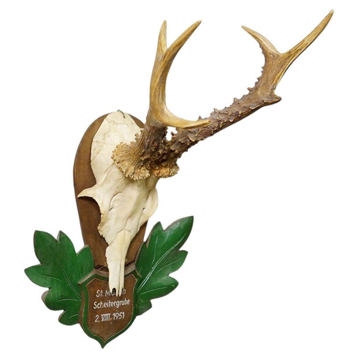 Great Black Forest Red Deer Trophy On Carved Plaque   Germany 1951