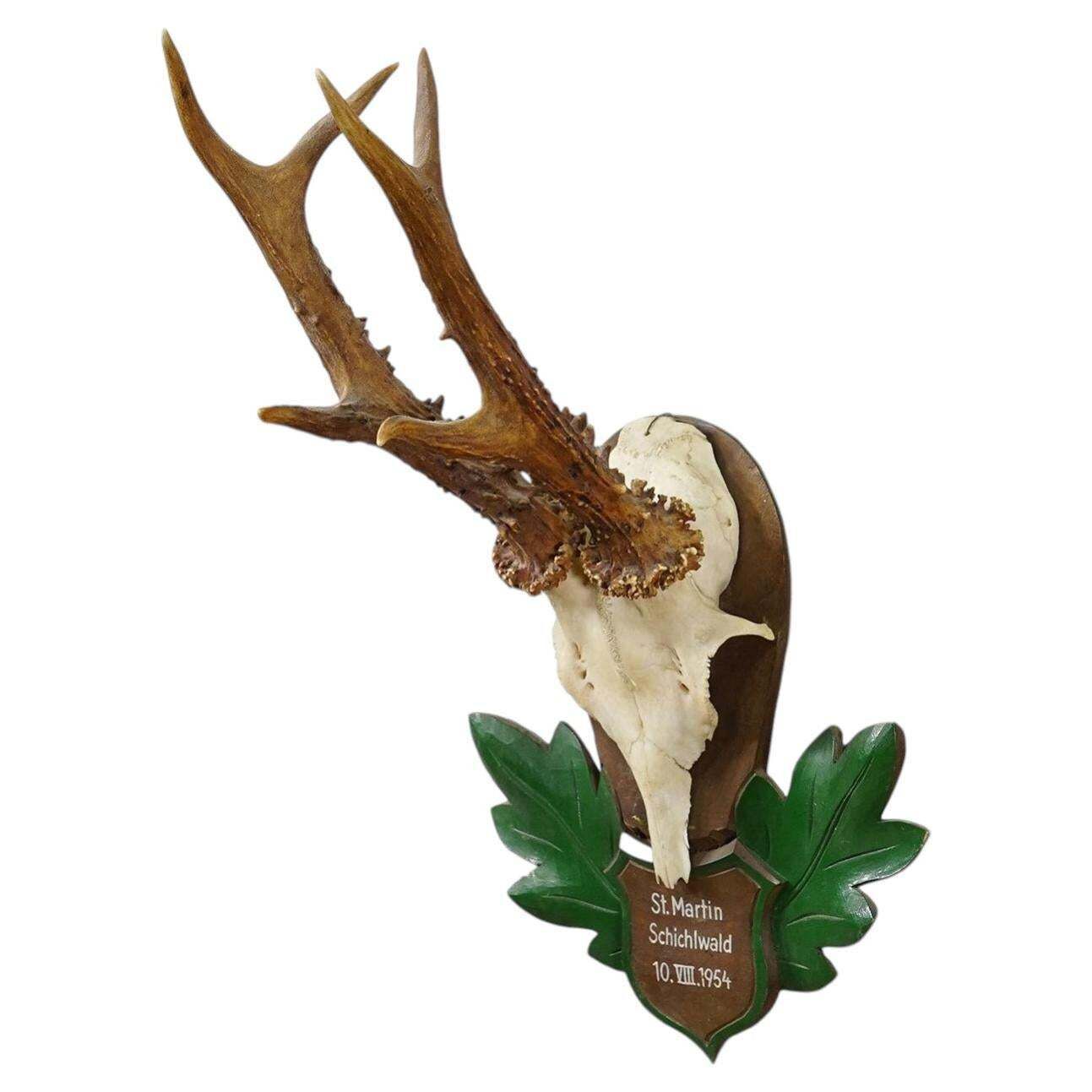 Prachtig Schwarzwald edelhertgewei op gesneden plaquette, Duitsland 1954