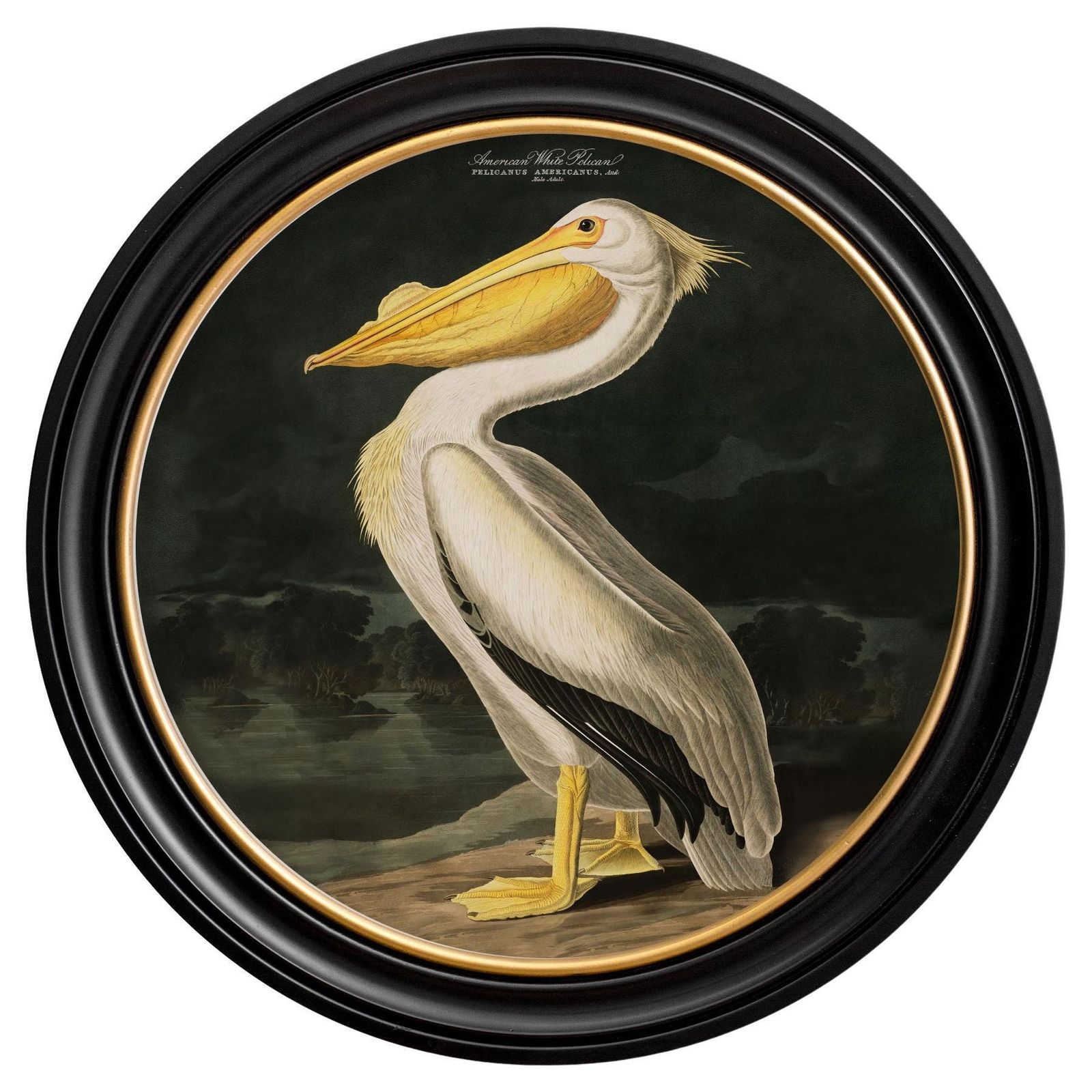 American White Pelican Print Audubon's Birds Of America ca. 1838 Rond 44 cm Di. Nieuw