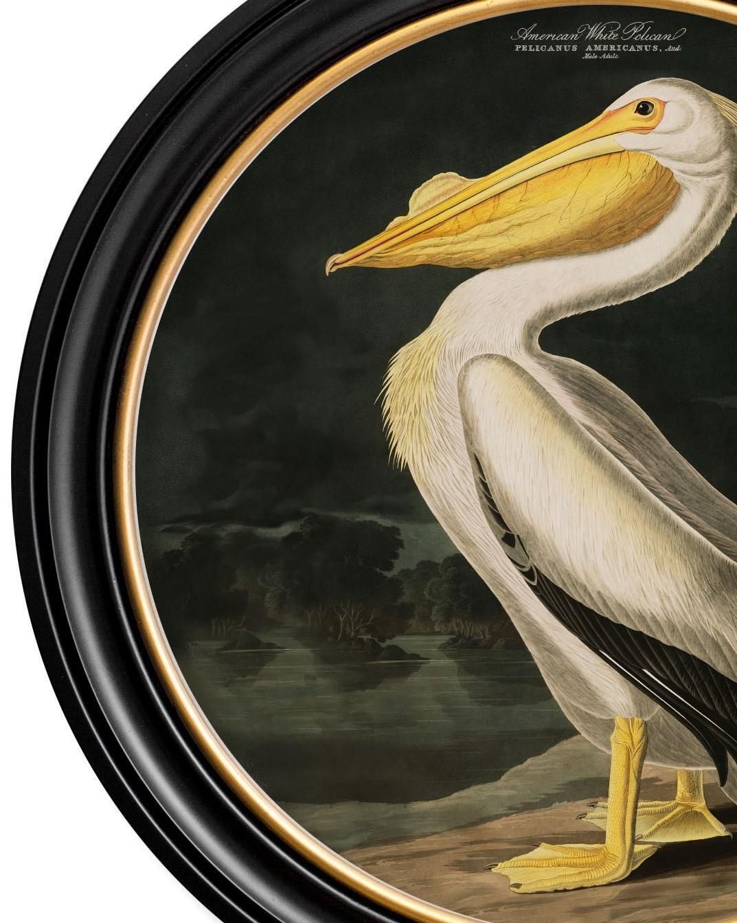 American White Pelican Print Audubon's Birds Of America ca. 1838 Rond 44 cm Di. Nieuw photo vinterior