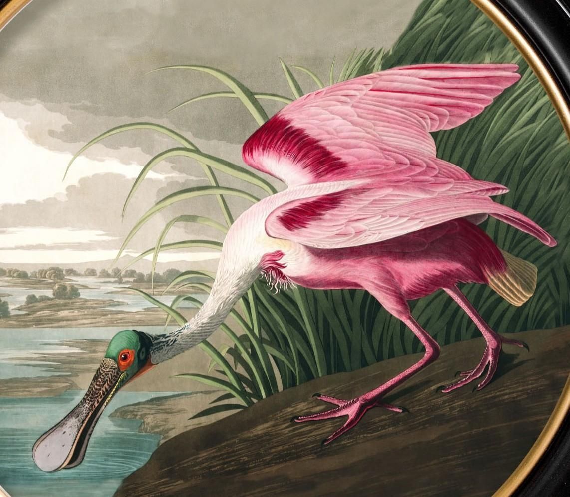 Roseate Spoonbill Print From Audubon's Birds Of America C1838 Round 70cm Di. New photo Kunst