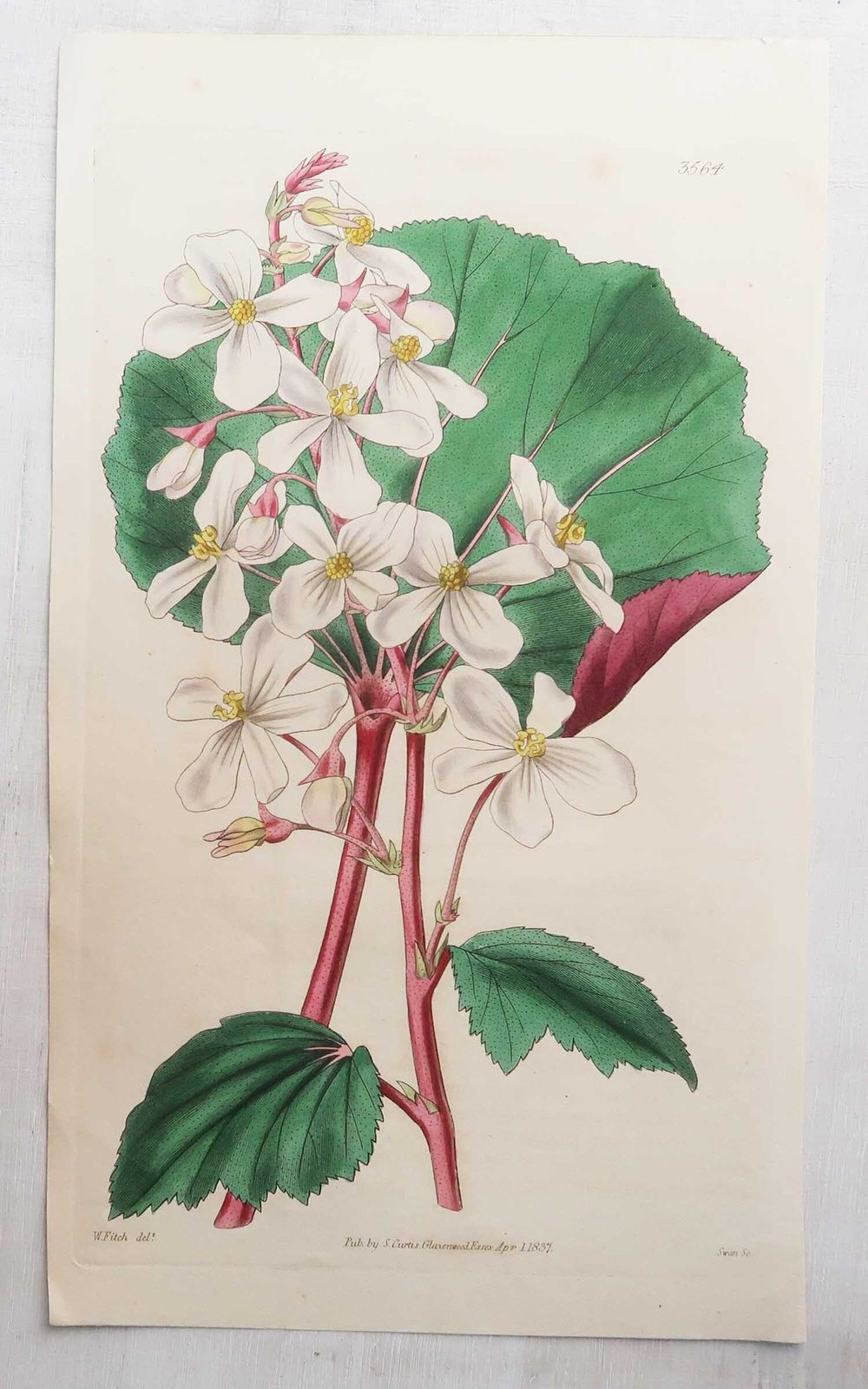 Set van 12 antieke botanische prenten naar William Fitch. Gedateerd 1838 photo vinterior