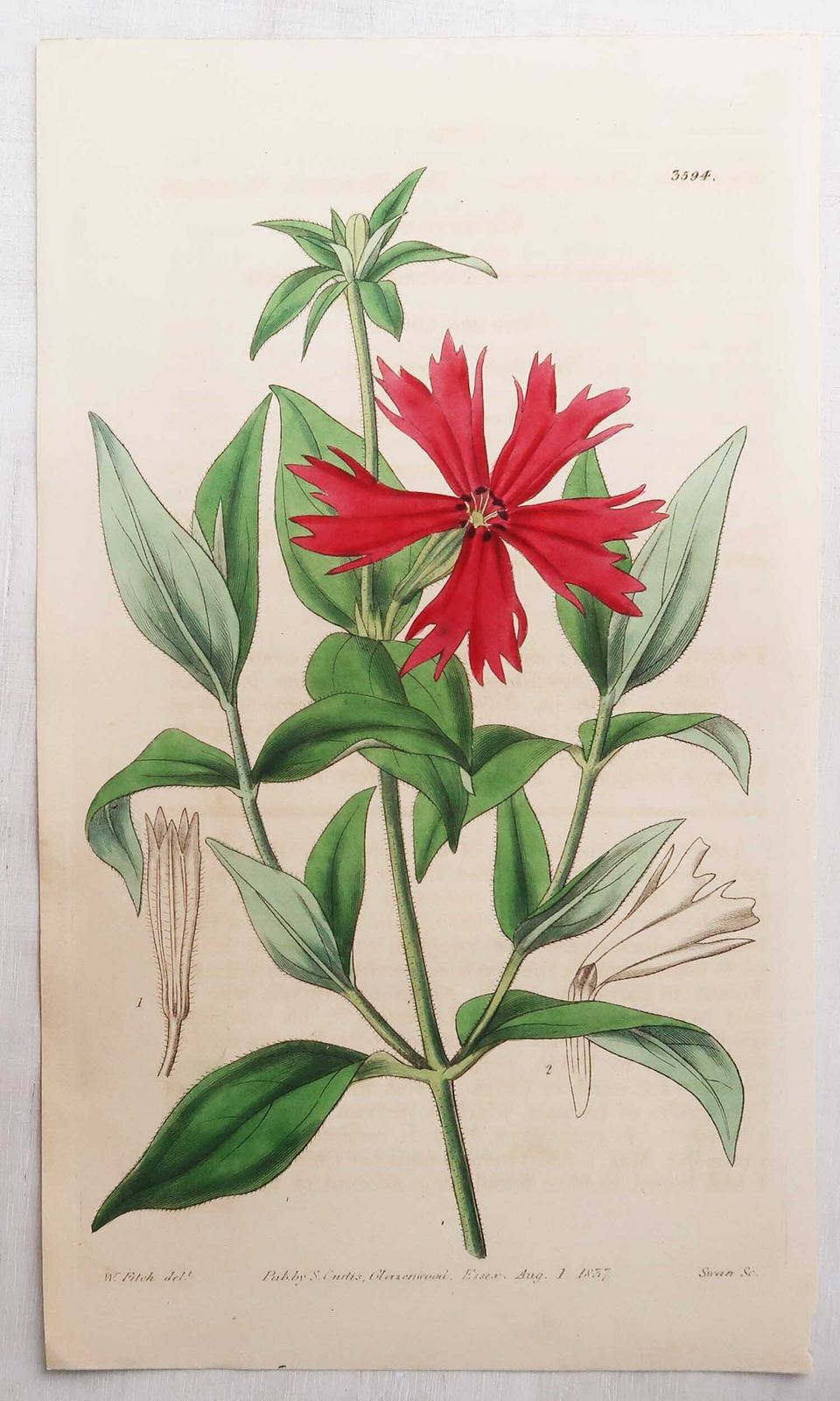 photo furniture Set van 12 antieke botanische prenten naar William Fitch. Gedateerd 1838