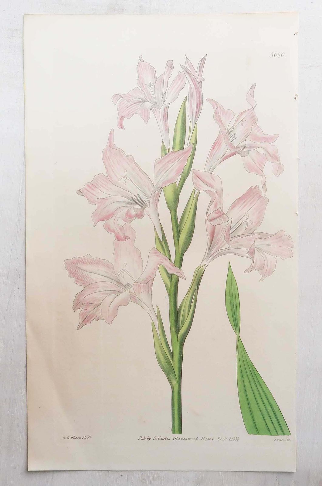 photo vinterior Set van 12 antieke botanische prenten naar William Fitch. Gedateerd 1838