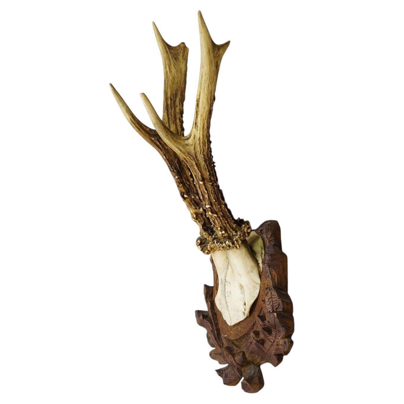 Antique Black Forest Red Deer Trophy On Carved Plaque, Germany 1929