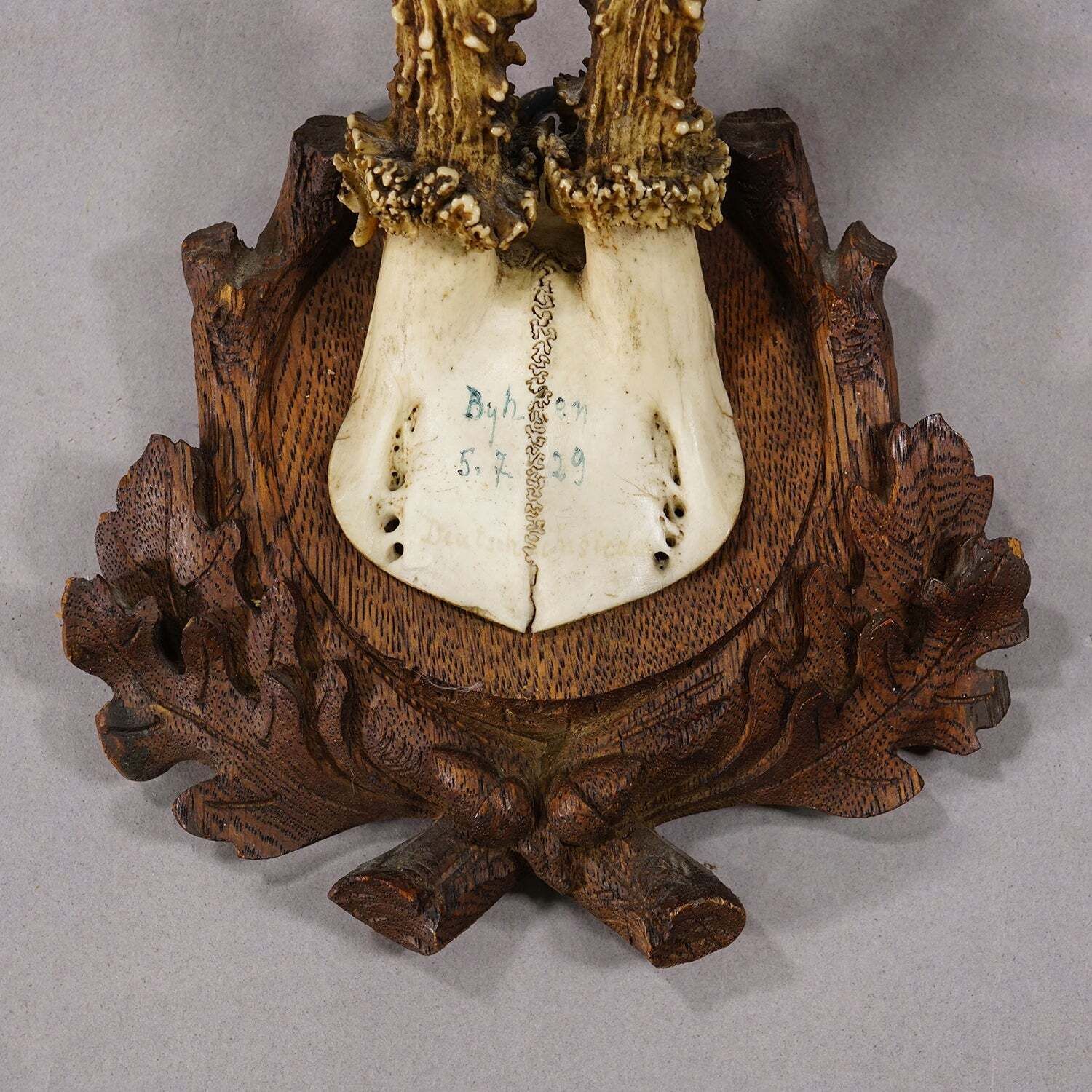 Antique Black Forest Red Deer Trophy On Carved Plaque, Germany 1929 photo for sale