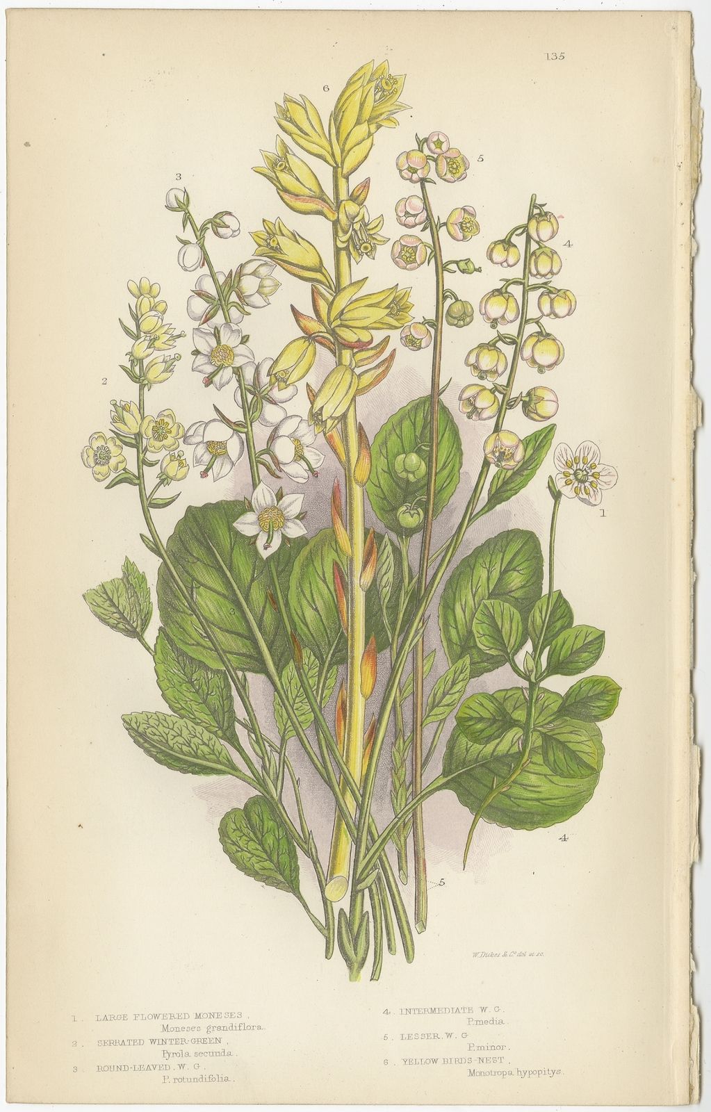 Pl. 135 Antique Botany Print Of The Large Flowered Moneses By Pratt (C.1860)
