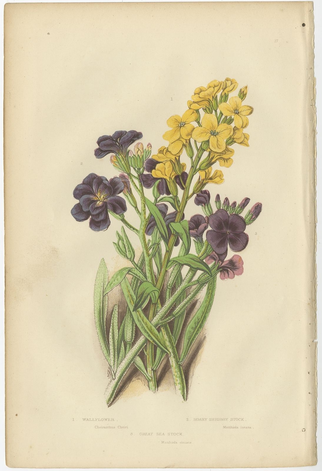 Pl. 27 Antique Botany Print Of The Wallflower By Pratt (C.1860)