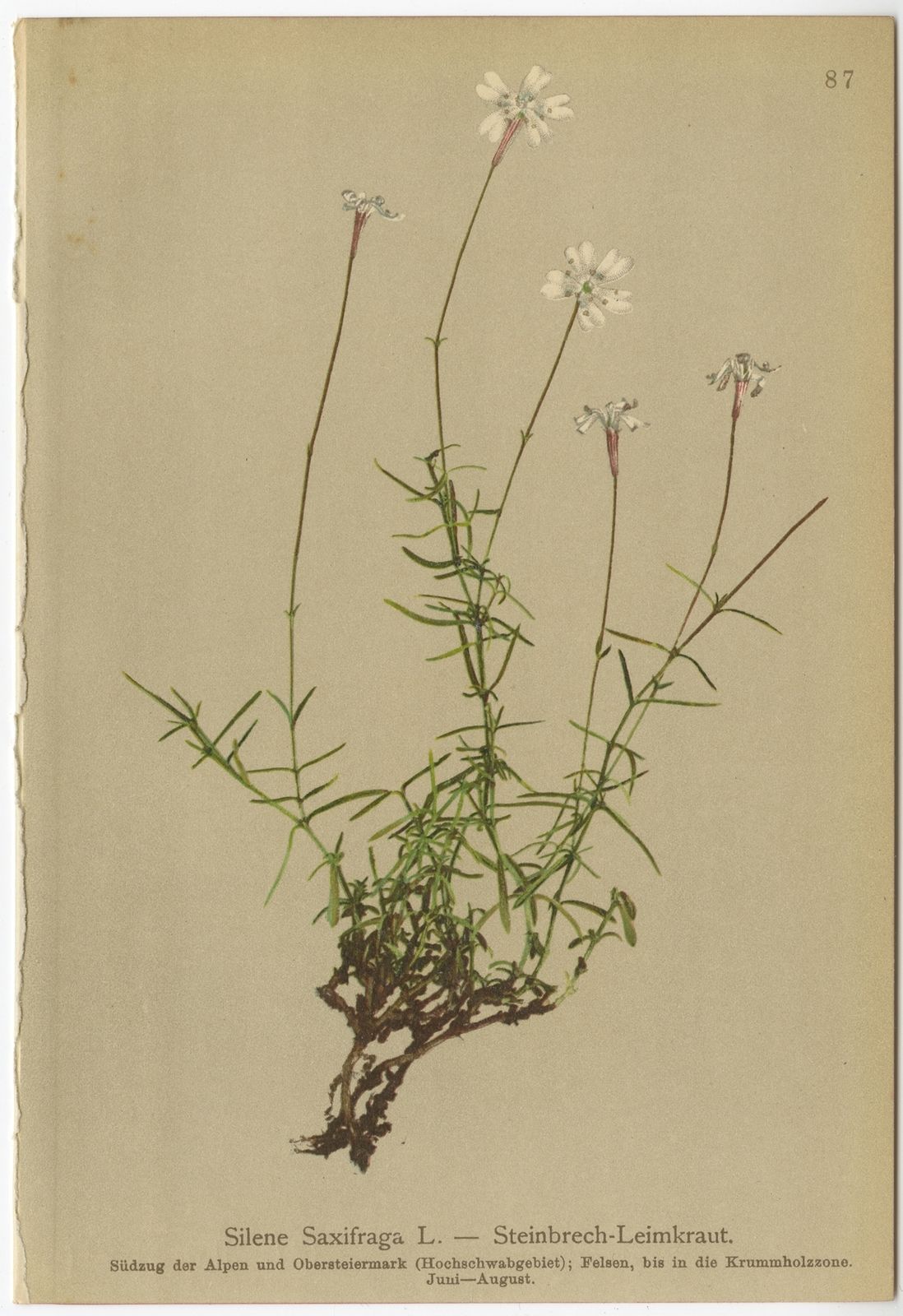 Antique Botany Print Of The Silene Saxifraga By Palla (1897)