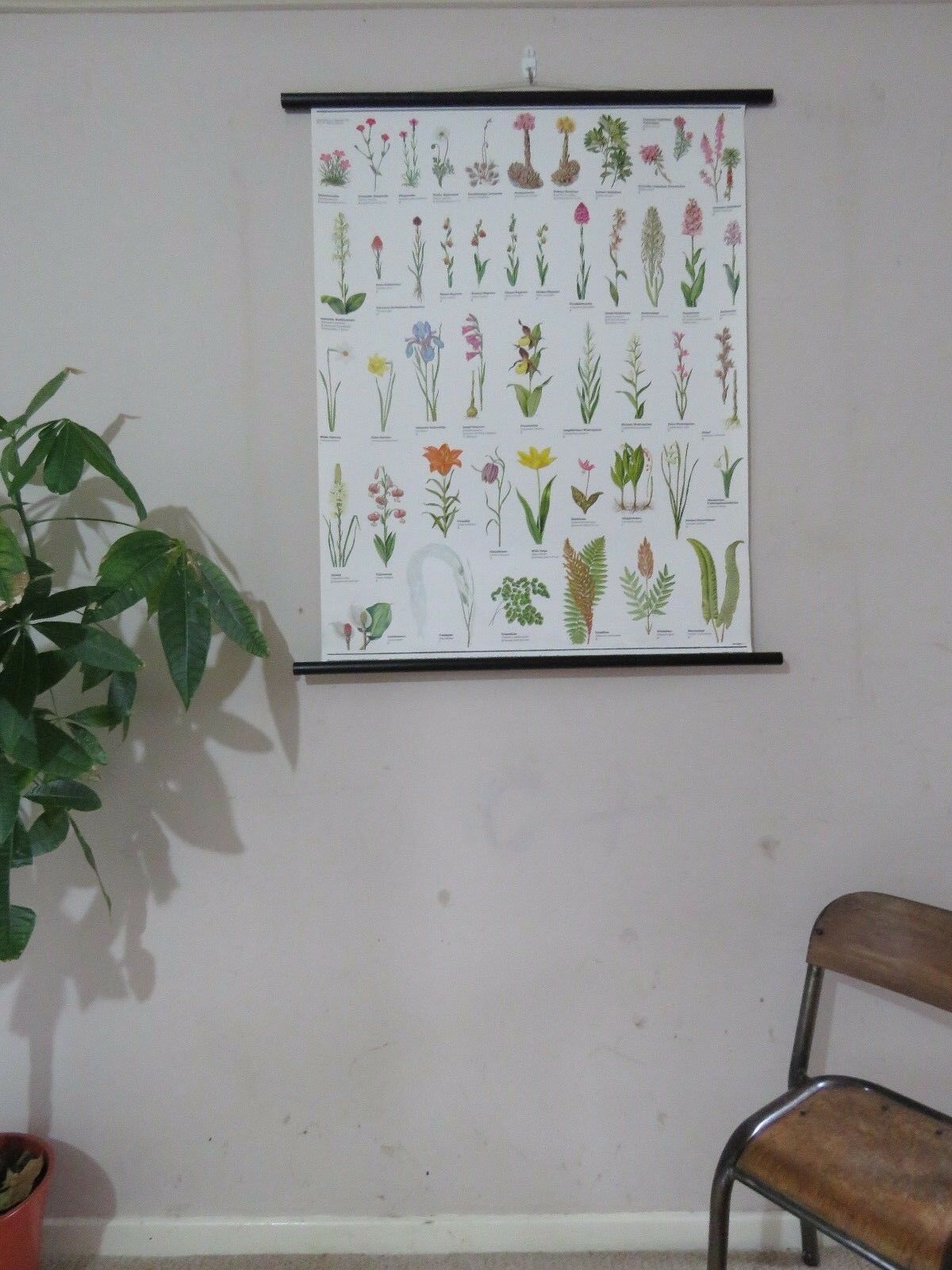 Vintage Pull Roll Down Botanical School Wall Chart Poster Of Flowering Plants I.