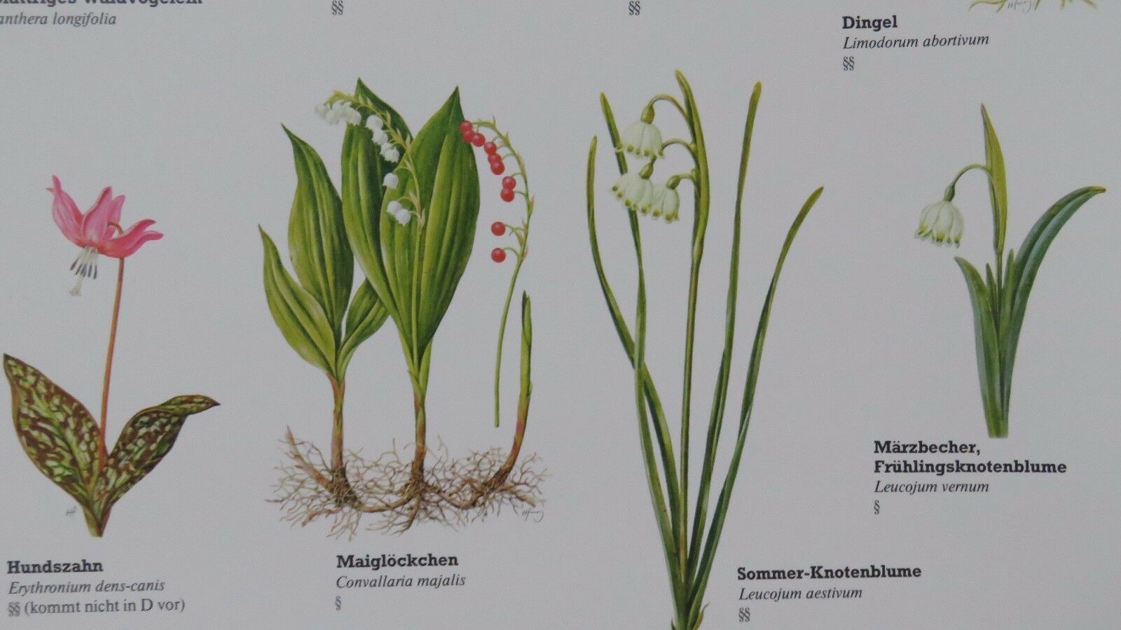 photo for sale Vintage Pull Roll Down Botanical School Wall Chart Poster Of Flowering Plants I.