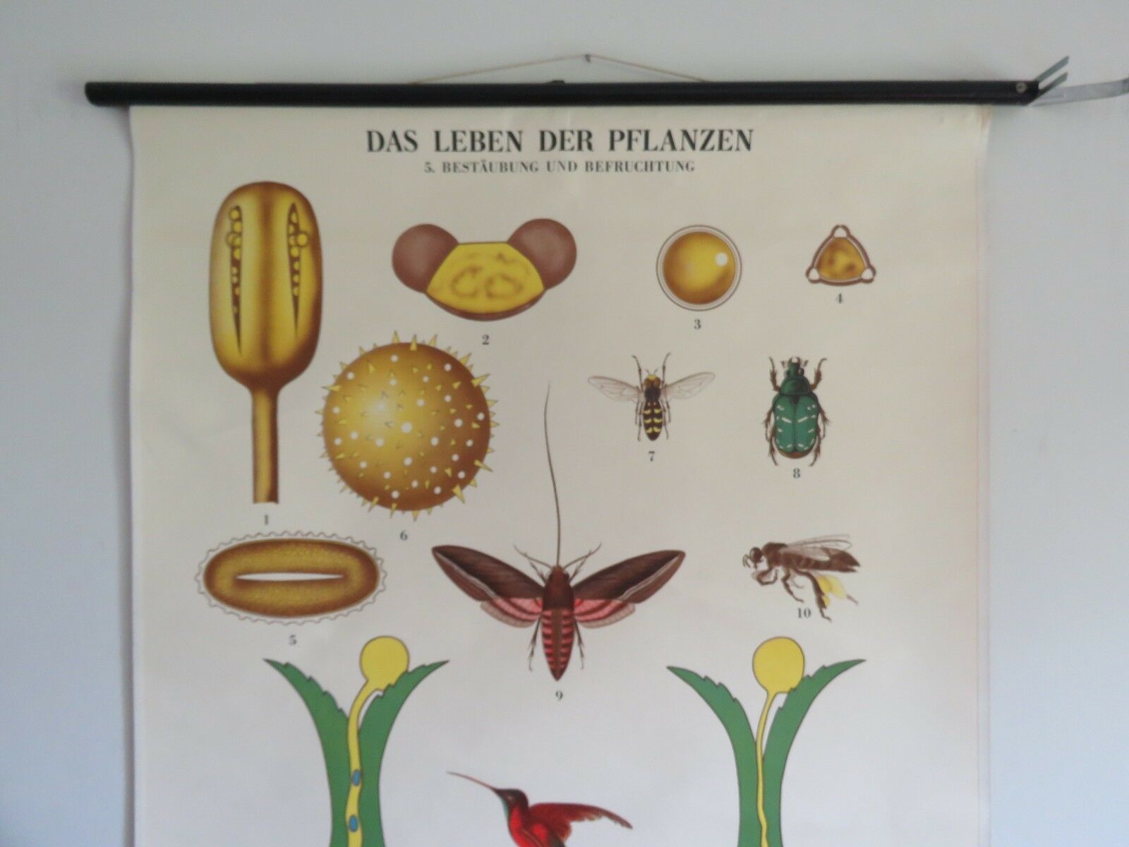 Vintage Botanical School Chart Of The Life Of Plants Series Pollination photo for sale