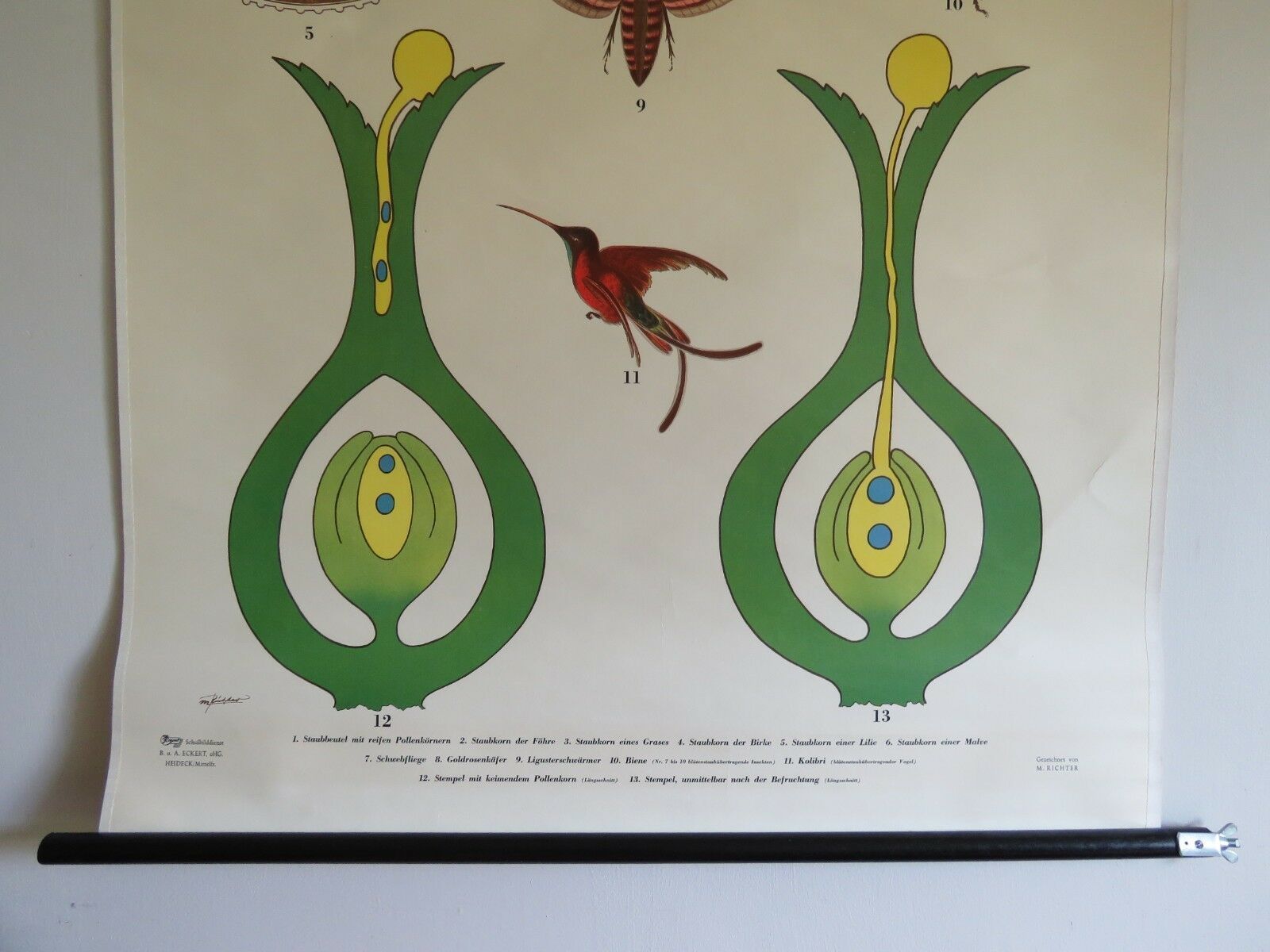 Vintage Botanical School Chart Of The Life Of Plants Series Pollination photo Art