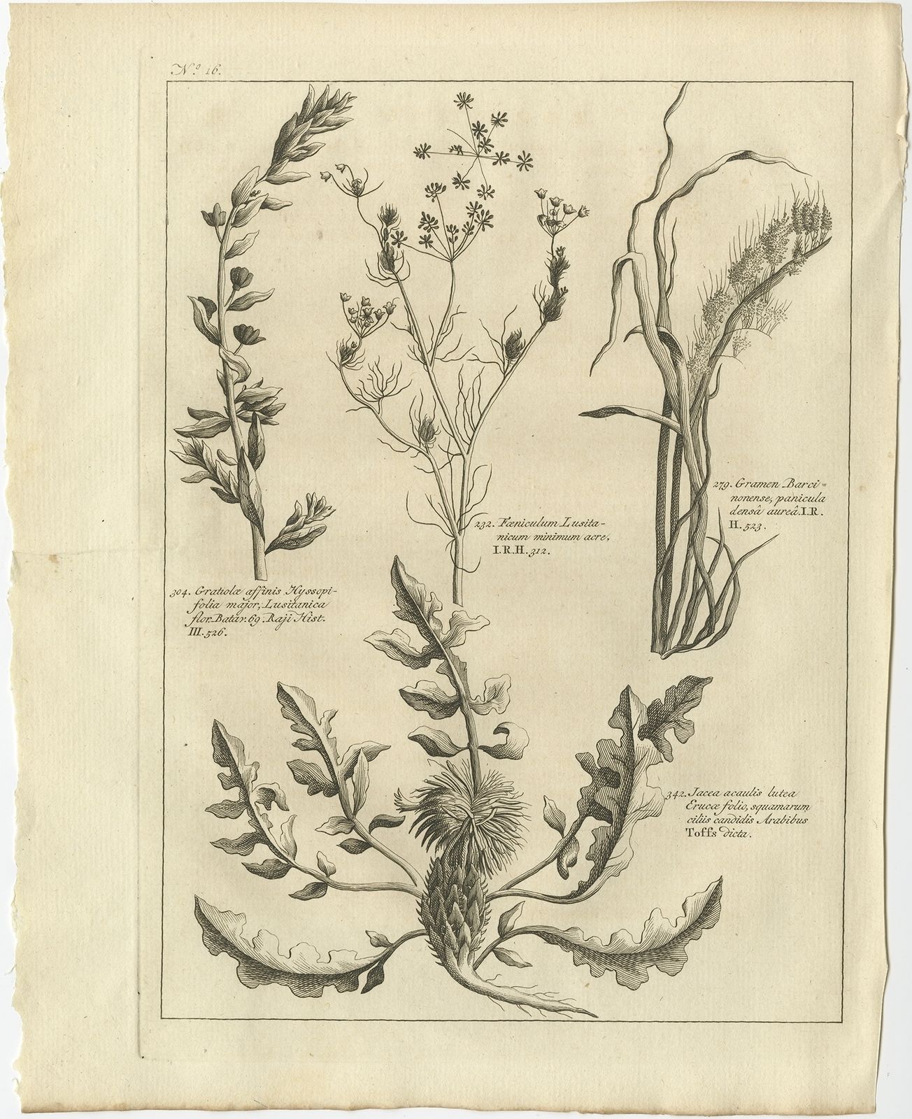 Antique Print Of Knapweed And Other Plants By Shaw (1773)