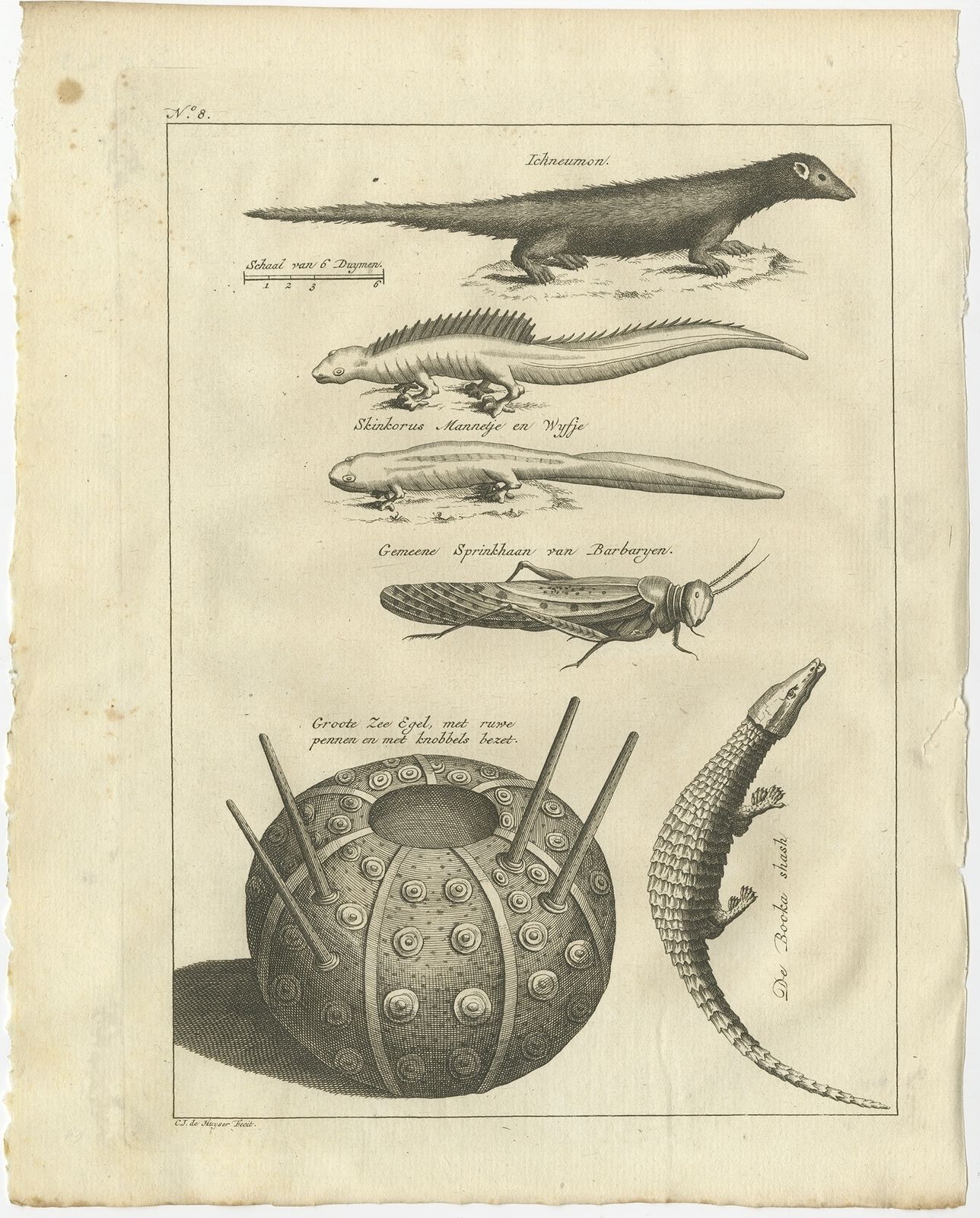 Antique Print Of The Egyptian Mongoose And Other Animals By Shaw (1773)