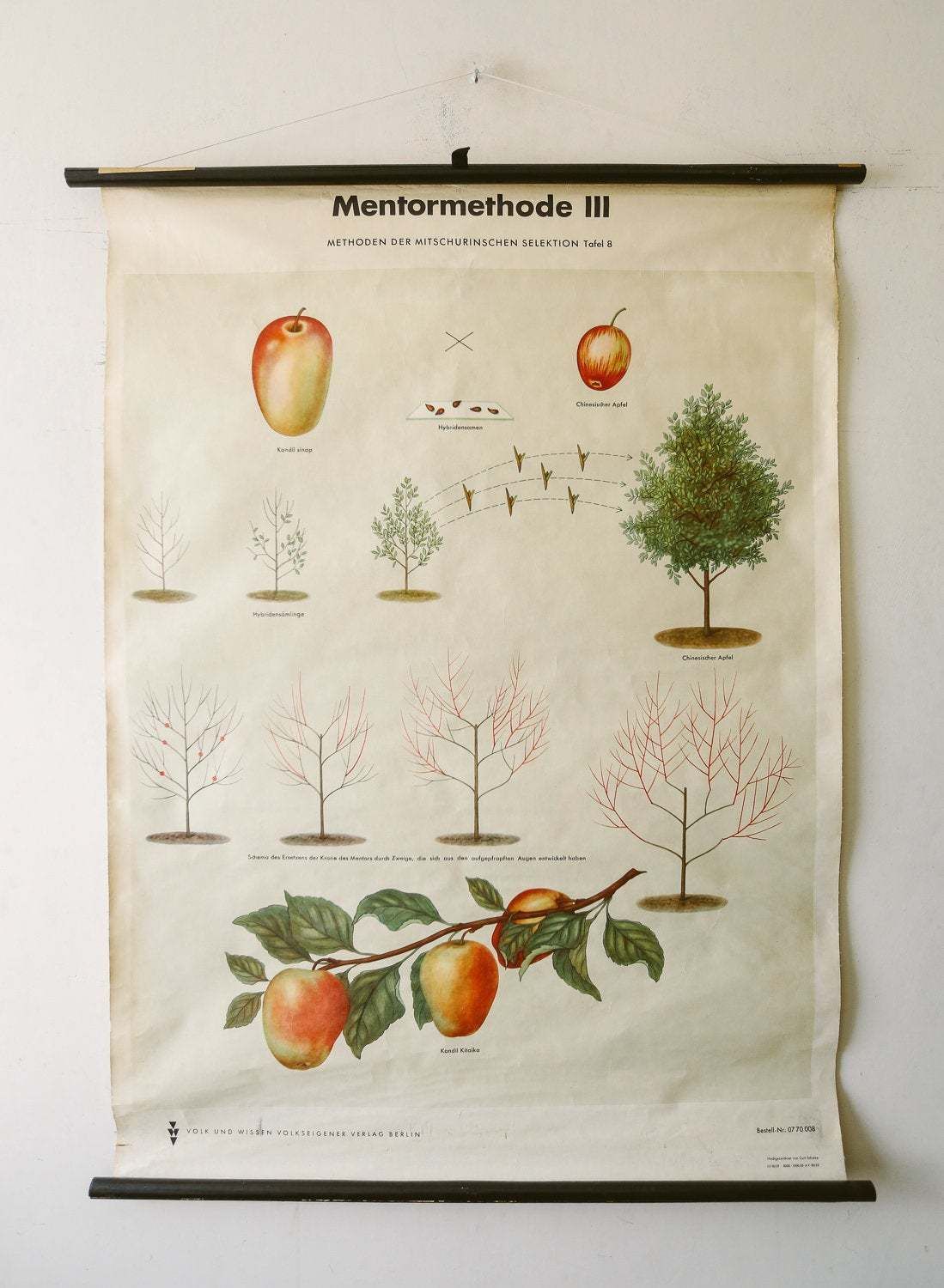 Original Botanical Vintage German School Wall Chart Michurin's Selection Botany Fruit Apple Beautiful Rare Plant Genetics Volk Und Vissen