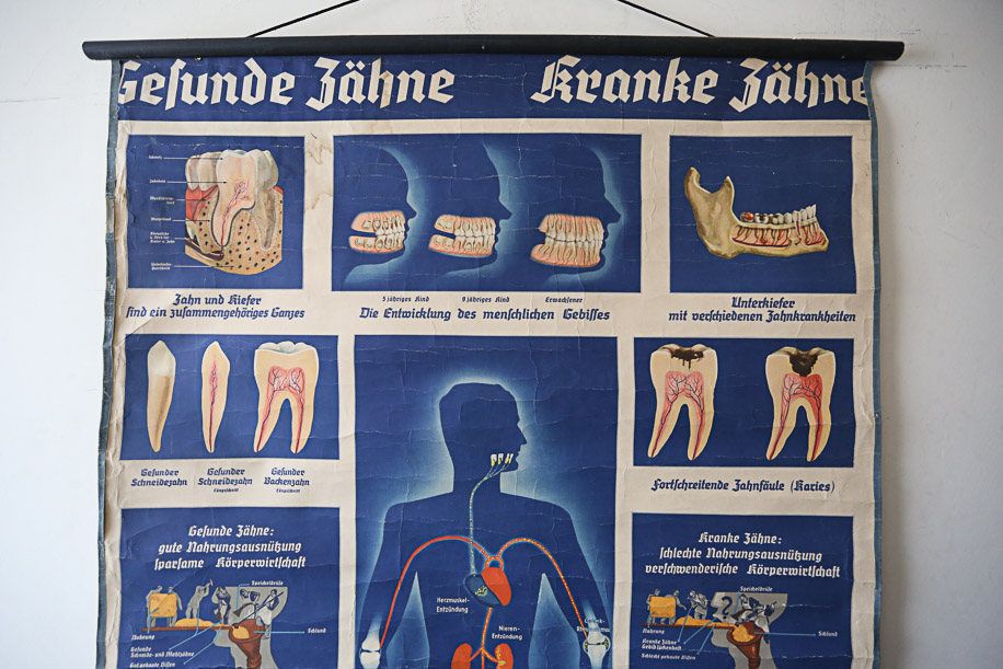 Original Anatomical Vintage Old German Educational School Wall Chart Teeth Dental Dentist Anatomy Medicine Beautiful Rare photo for sale