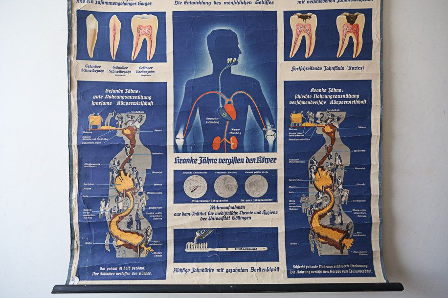 Original Anatomical Vintage Old German Educational School Wall Chart Teeth Dental Dentist Anatomy Medicine Beautiful Rare photo Art