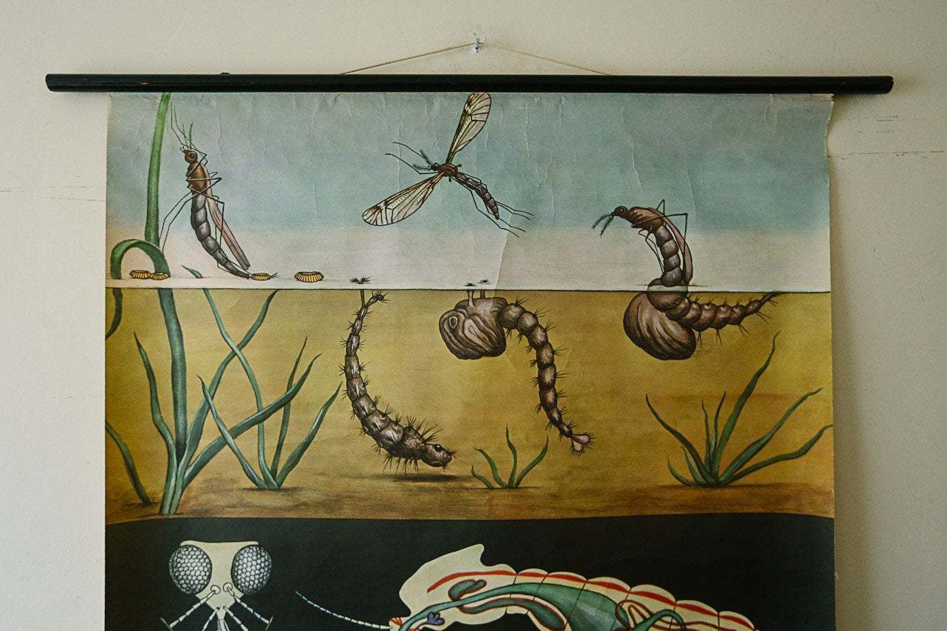 Original Zoological Vintage French School Chalk Wall Chart Mosquito Insect Zoology Beautiful Rare Jung Koch Quentell photo Art