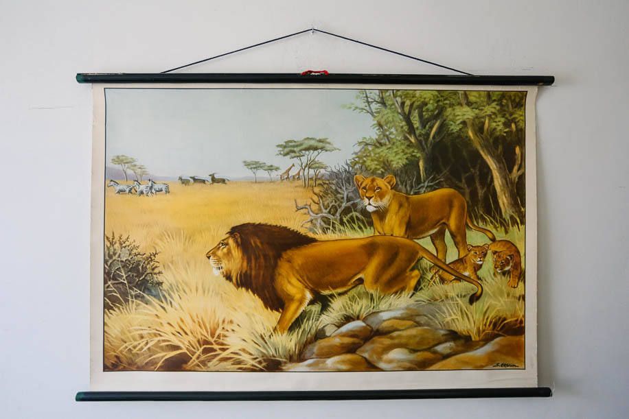 Original Zoological Vintage German School Wall Chart Lions Lion Lioness Zoology Beautiful Rare Educational Illustration Interiors Deco