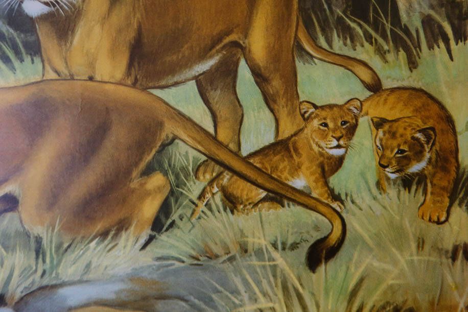 Original Zoological Vintage German School Wall Chart Lions Lion Lioness Zoology Beautiful Rare Educational Illustration Interiors Deco photo Art
