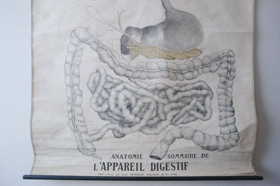 Original Anatomical Vintage French School Chalk Wall Chart Digestive System Gastric Beautiful Rare Emile Deyrolle photo for sale