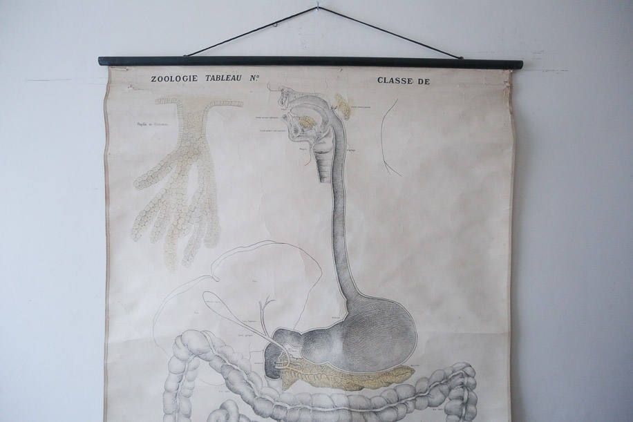 Original Anatomical Vintage French School Chalk Wall Chart Digestive System Gastric Beautiful Rare Emile Deyrolle photo Art