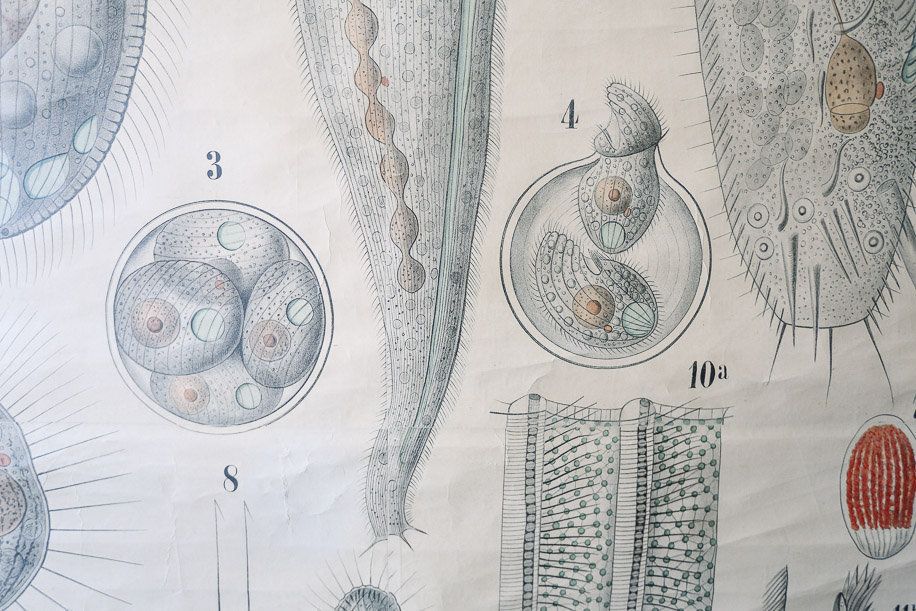 Original Antique Rudolf Leuckart Zoological Vintage German School Wall Chart Infusoria Protozoa Zoology Beautiful Rare photo 295.0