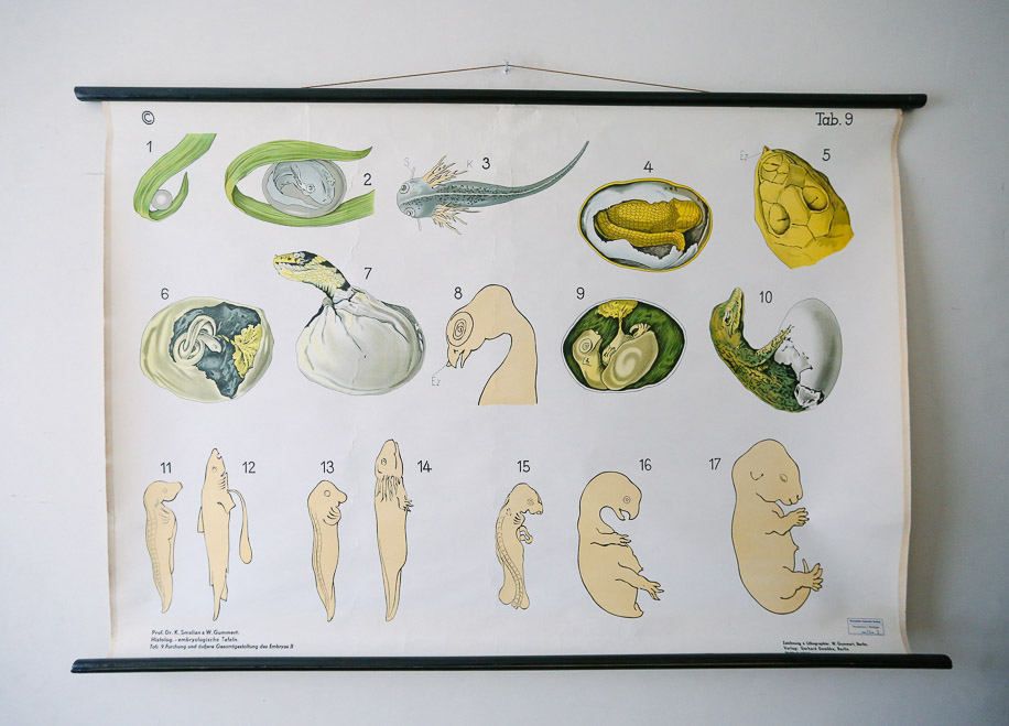 Original Zoological Vintage German School Wall Chart Embryology Zoology Beautiful Rare DR Gambke