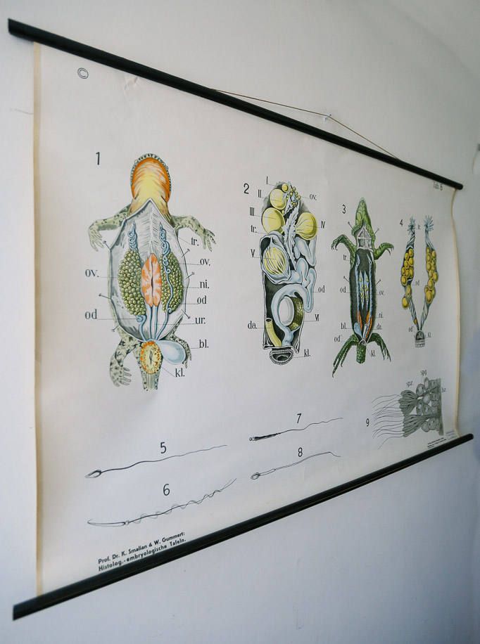 Original Zoological Vintage German School Wall Chart Newt Zoology Beautiful Rare Dr Gambke photo furniture