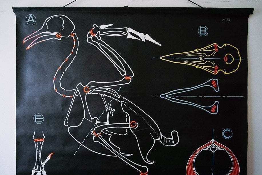 Original Zoological Vintage French School Chalk Wall Chart Pigeon Zoology Beautiful Rare DR Auzoux Sougy photo Art