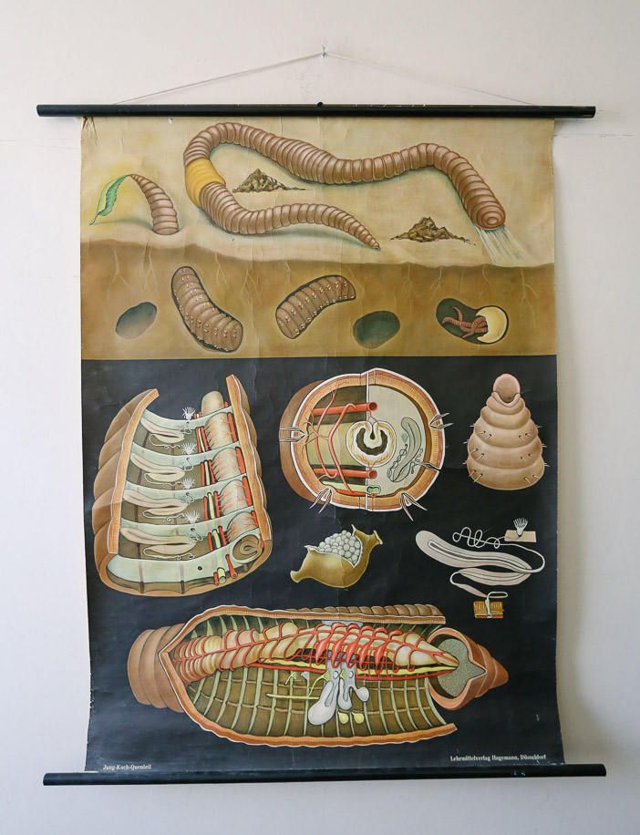 Original Zoological Vintage German School Wall Chart Worm Earthworm Zoology Beautiful Rare Jung Koch Quentell