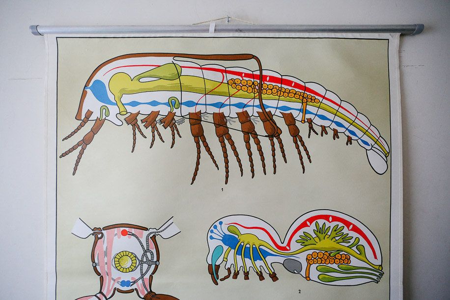 Original Zoological Vintage German School Wall Chart Arthropods Zoology Insect Beautiful Rare DR Lips photo 95.0