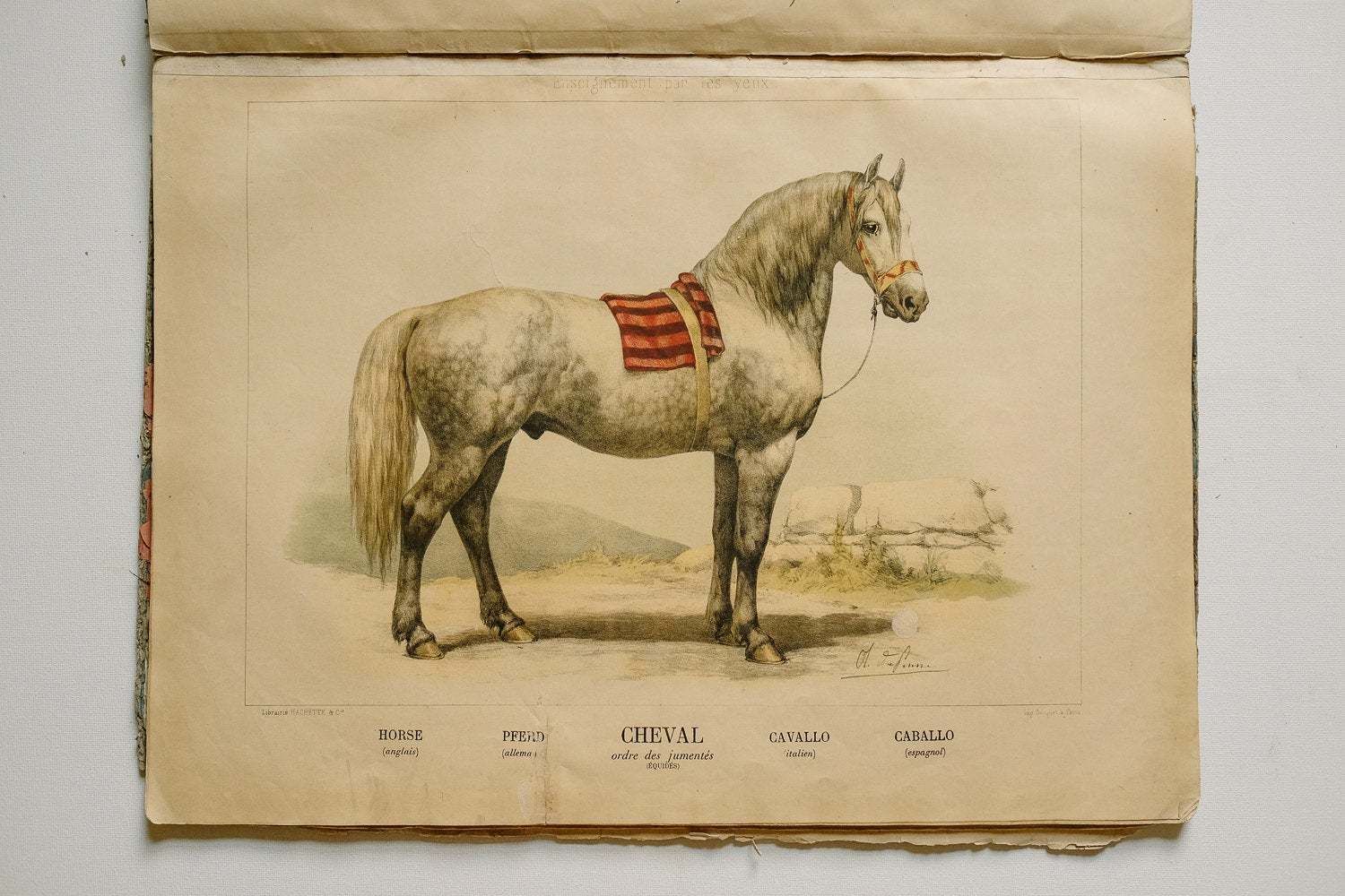 Rare Original Zoological Natural History Vintage French School Book Of Wall Charts Enseignement Par Les Yeux 50 Studies 19th Century photo vinterior