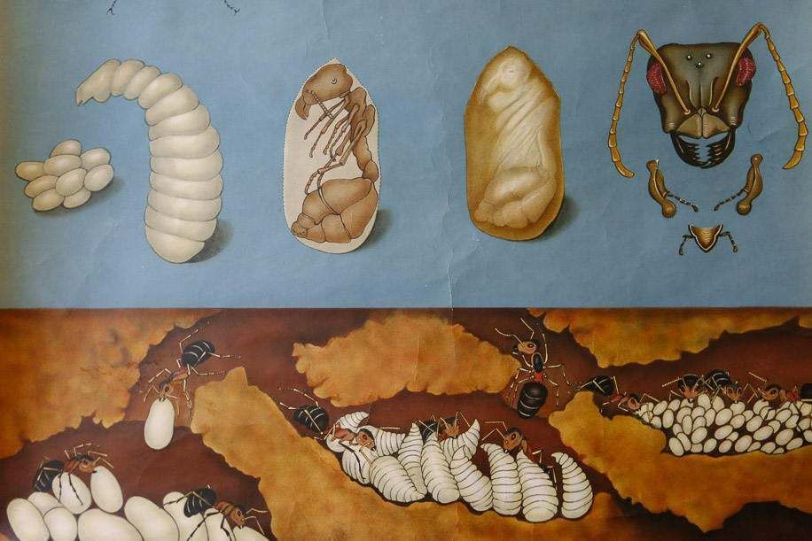 Original Zoological Vintage German School Wall Chart Flying Ants Zoology Insect Beautiful Rare Jung Koch Quentell photo for sale