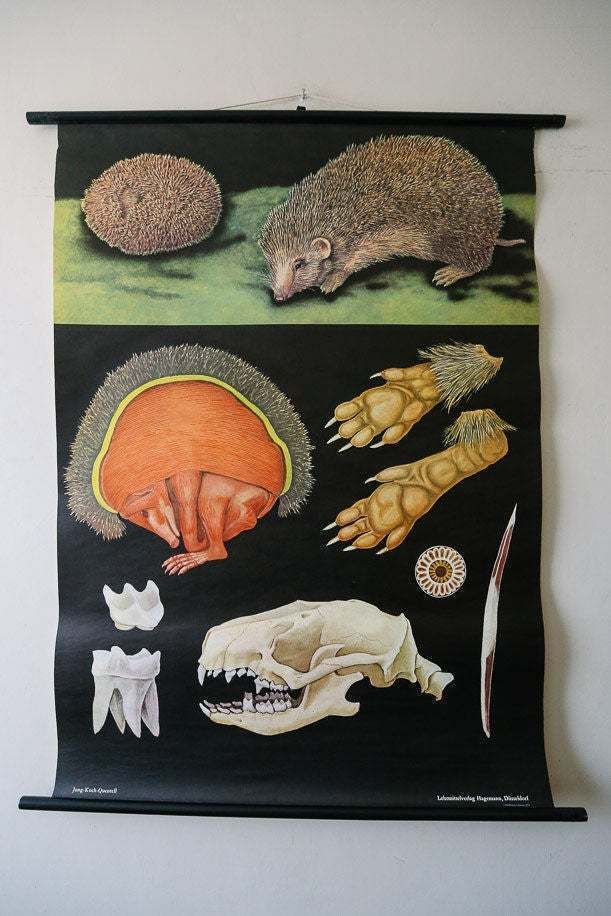 Original Zoological Vintage German School Wall Chart Hedgehog 1973 Zoology Beautiful Rare Jung Koch Quentell Educational Interiors Deco
