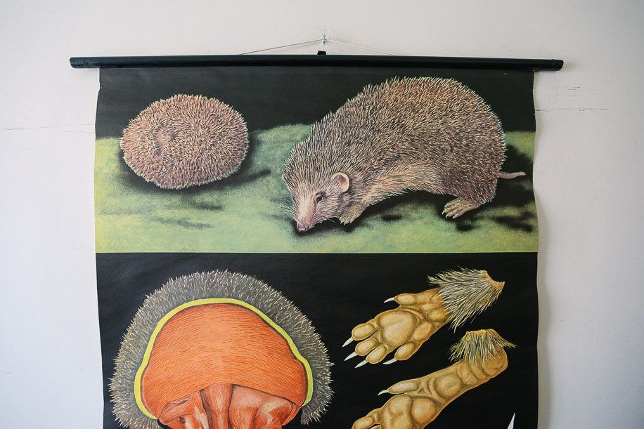 Original Zoological Vintage German School Wall Chart Hedgehog 1973 Zoology Beautiful Rare Jung Koch Quentell Educational Interiors Deco photo for sale