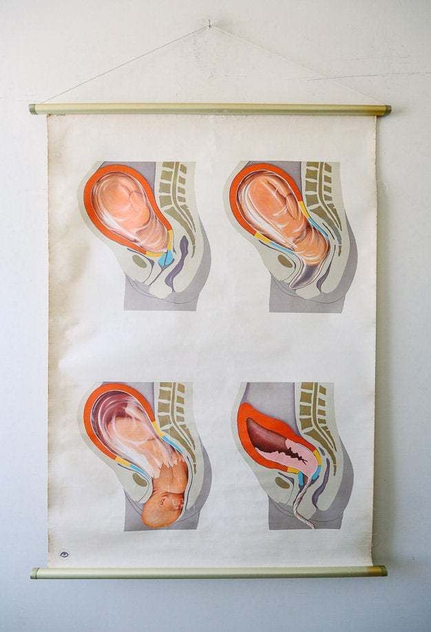 Original Anatomical Vintage German Educational School Wall Chart Birth Human Reproduction Deutsches Science Museum Beautiful Rare