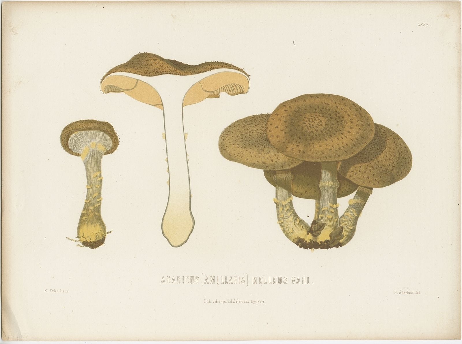 Antique Mycology Print Of The Armillaria Mellea By Fries (C.1860)